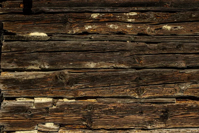 wood with termite infestation